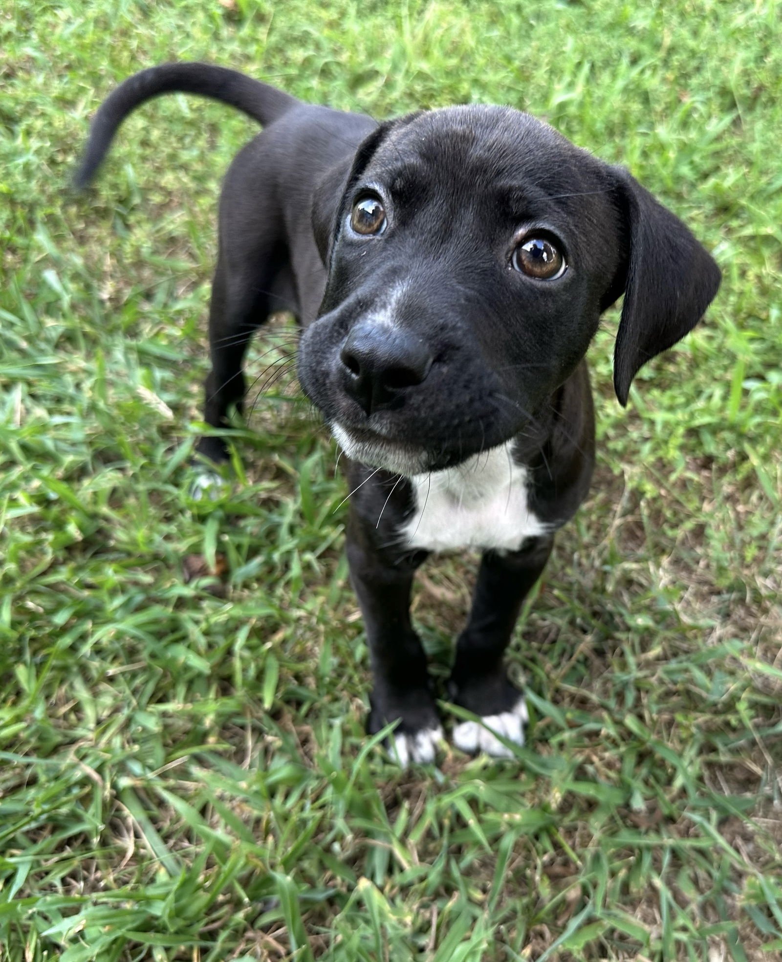 Sebastian aka Sea Bass - Photo 6