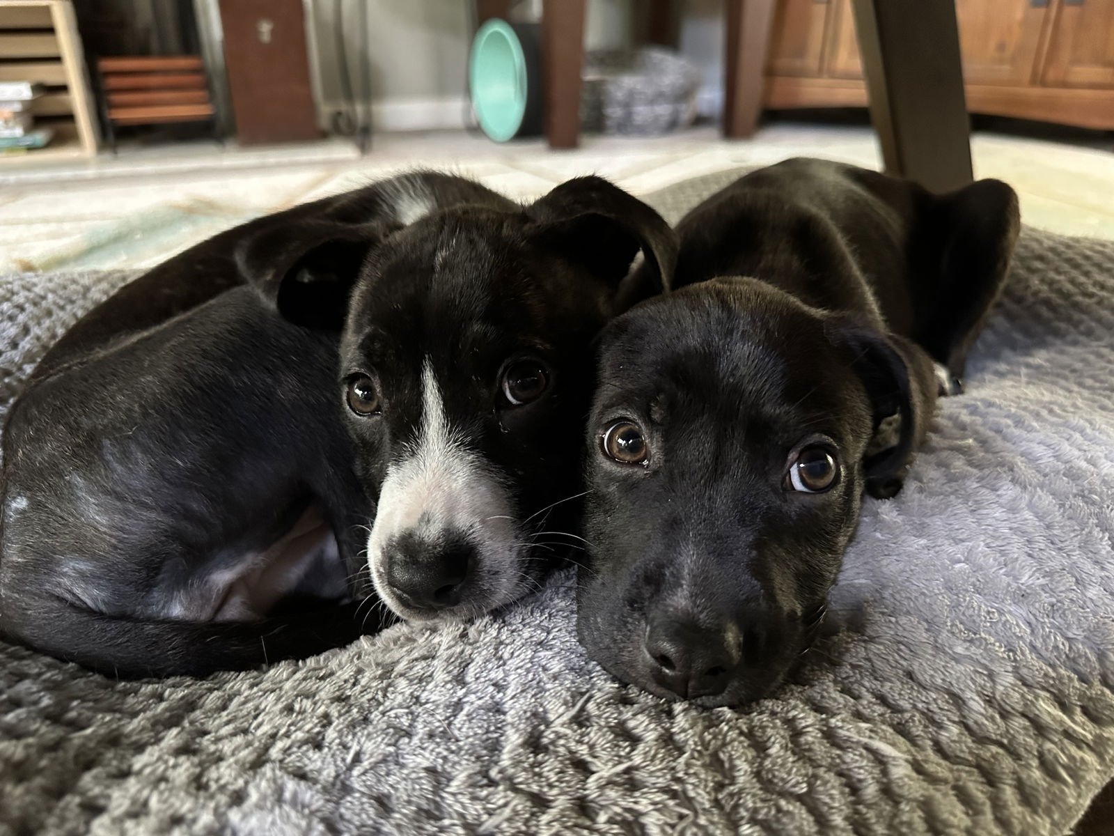 Sebastian aka Sea Bass - Photo 7