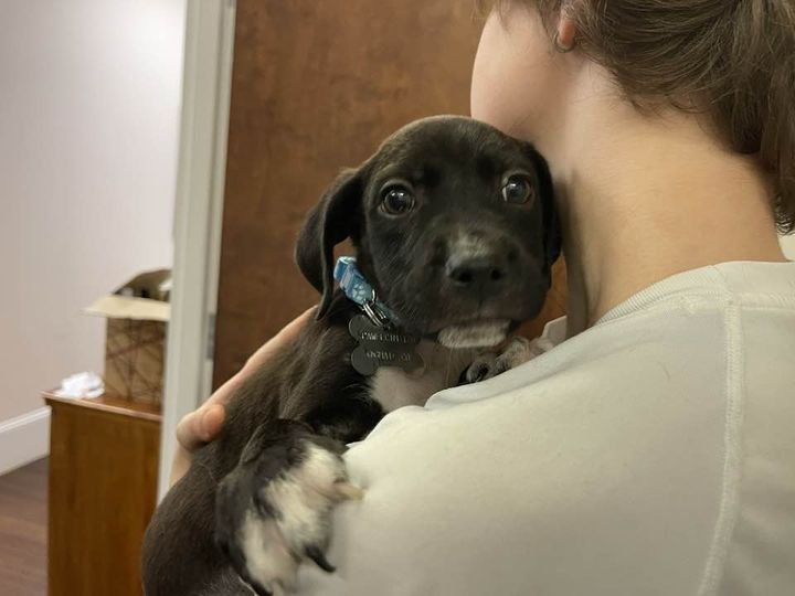 Sebastian aka Sea Bass - Photo 8