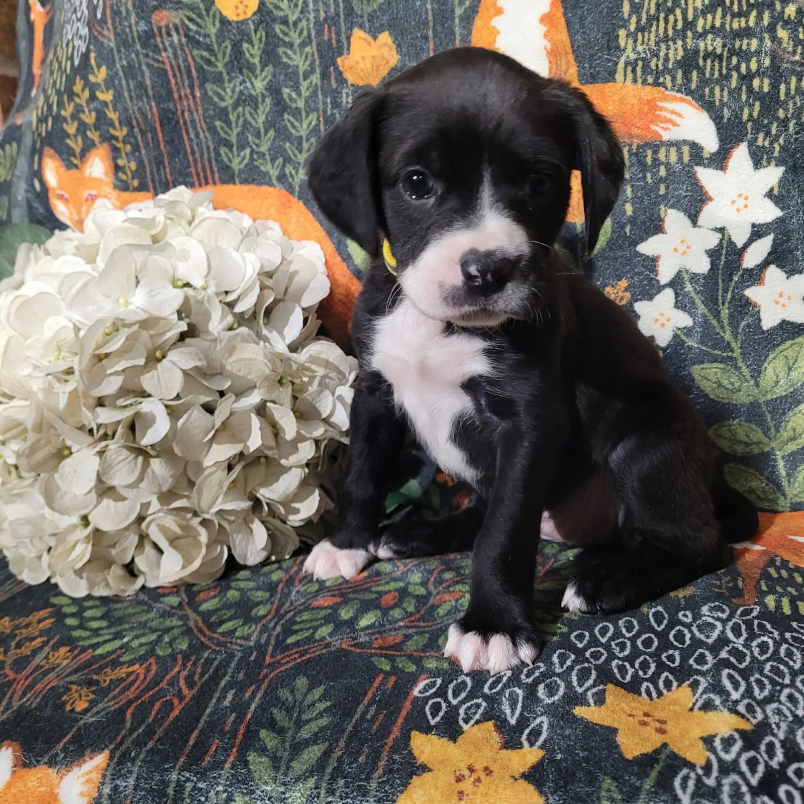 DAISY - ZELDA'S LITTER - Pit Bull Terrier available for adoption