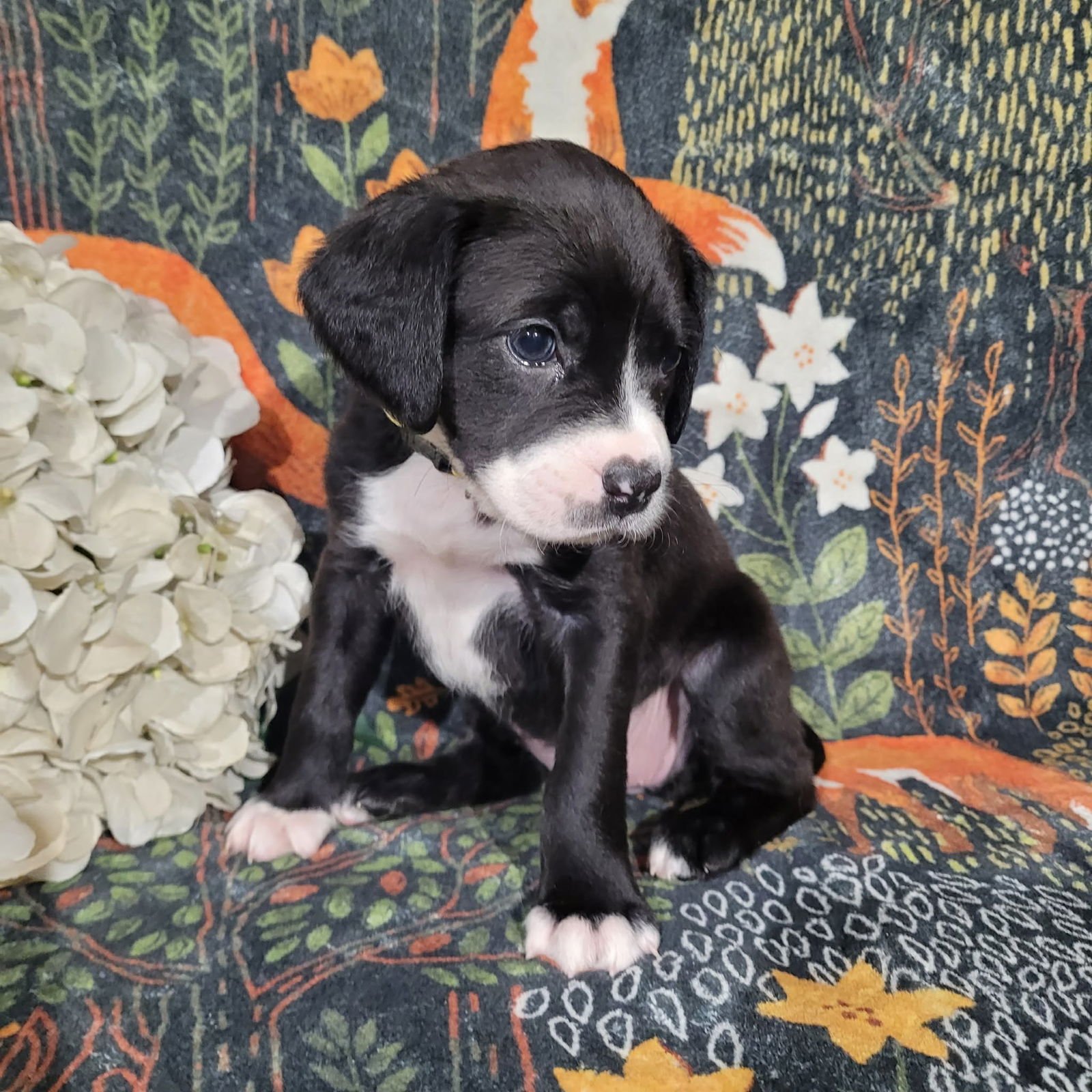 DAISY - ZELDA'S LITTER - Pit Bull Terrier available for adoption