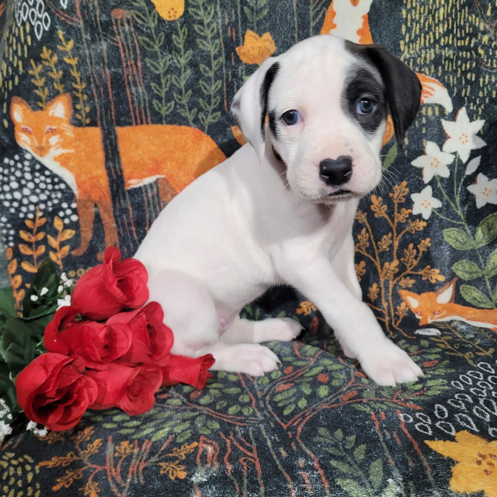 STEFANI - ZELDA'S LITTER - Terrier / Hound available for adoption