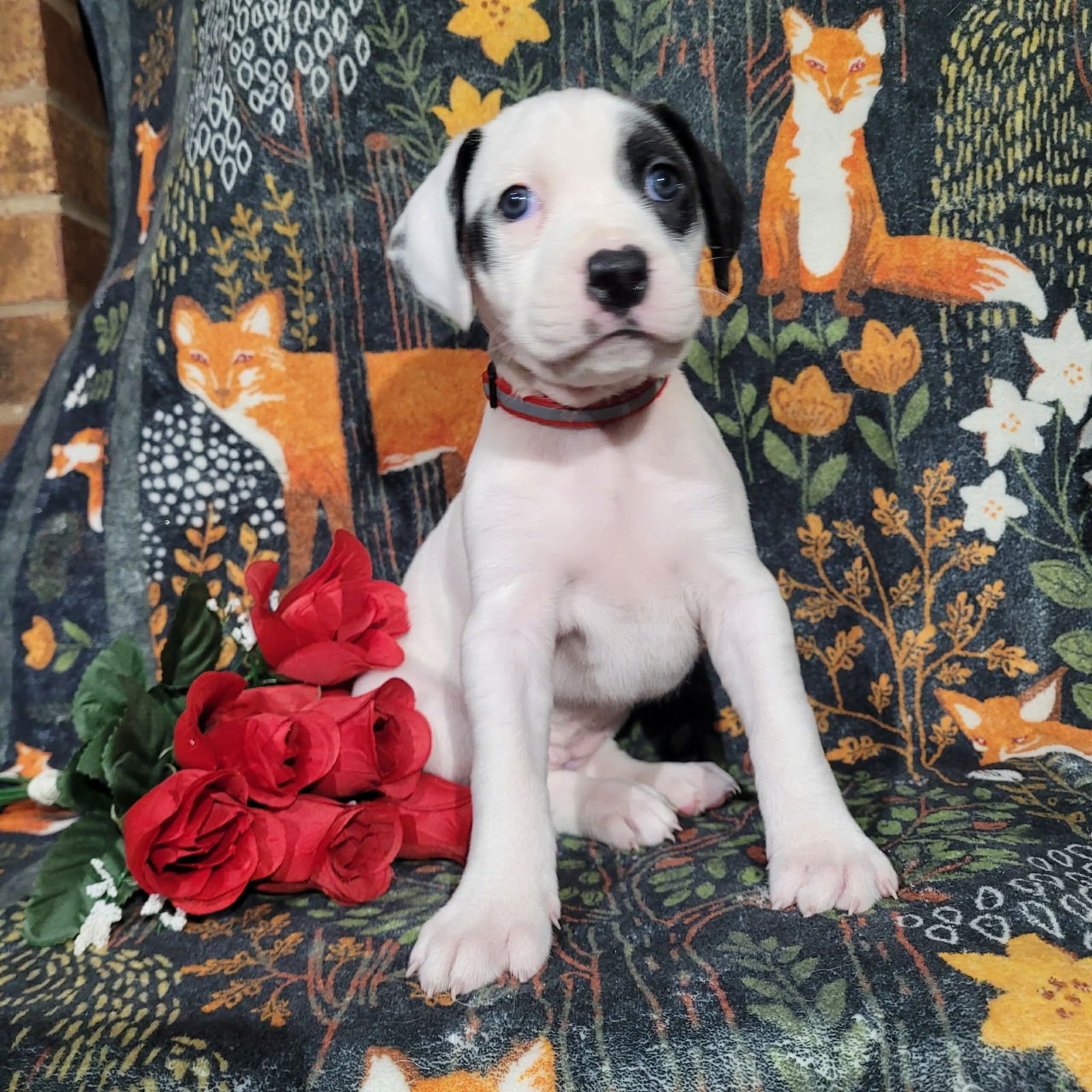 STEFANI - ZELDA'S LITTER - Terrier / Hound available for adoption