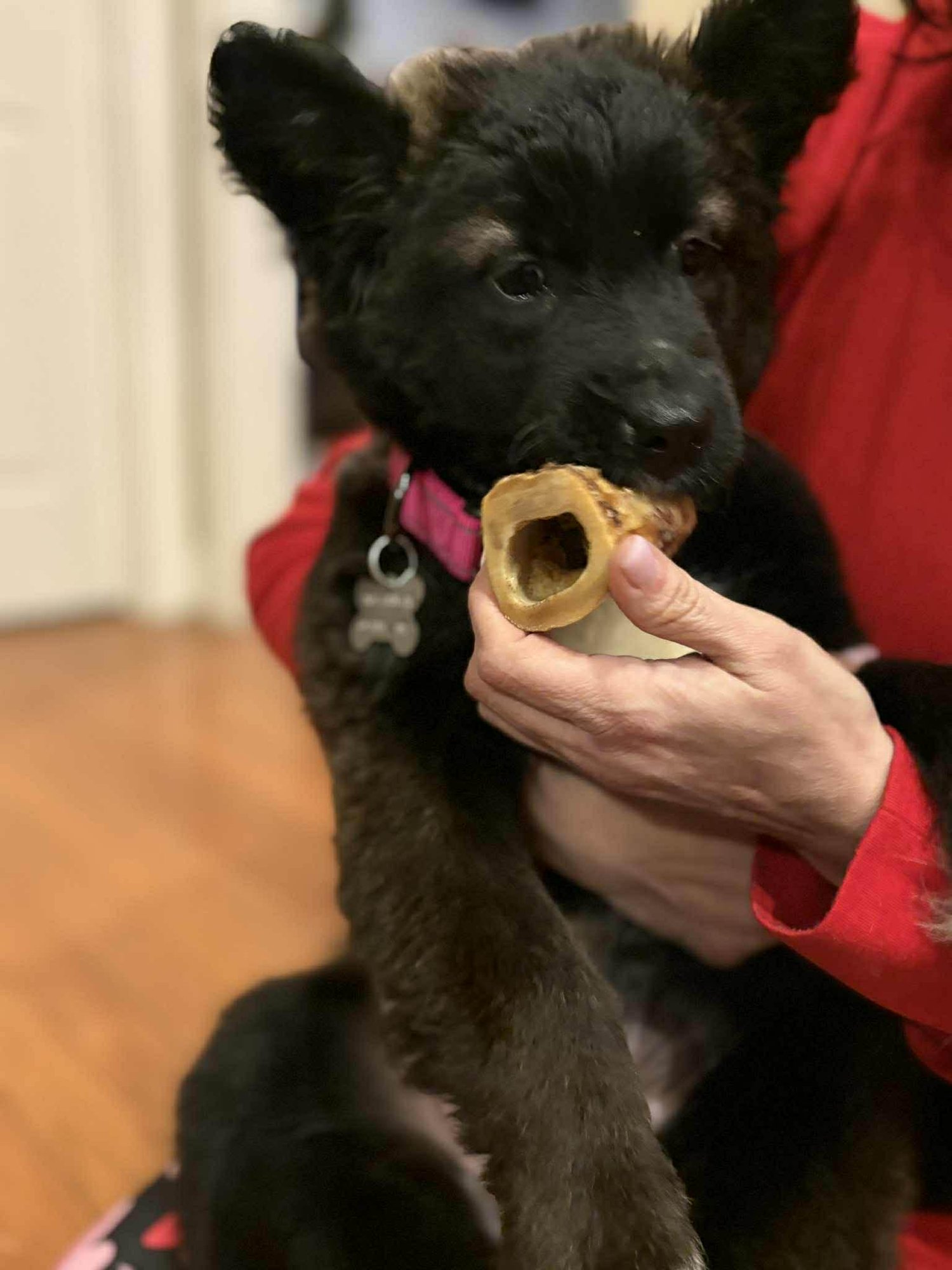 PERSEPHONE - FUZZY BUTT LITTER - Shepherd available for adoption