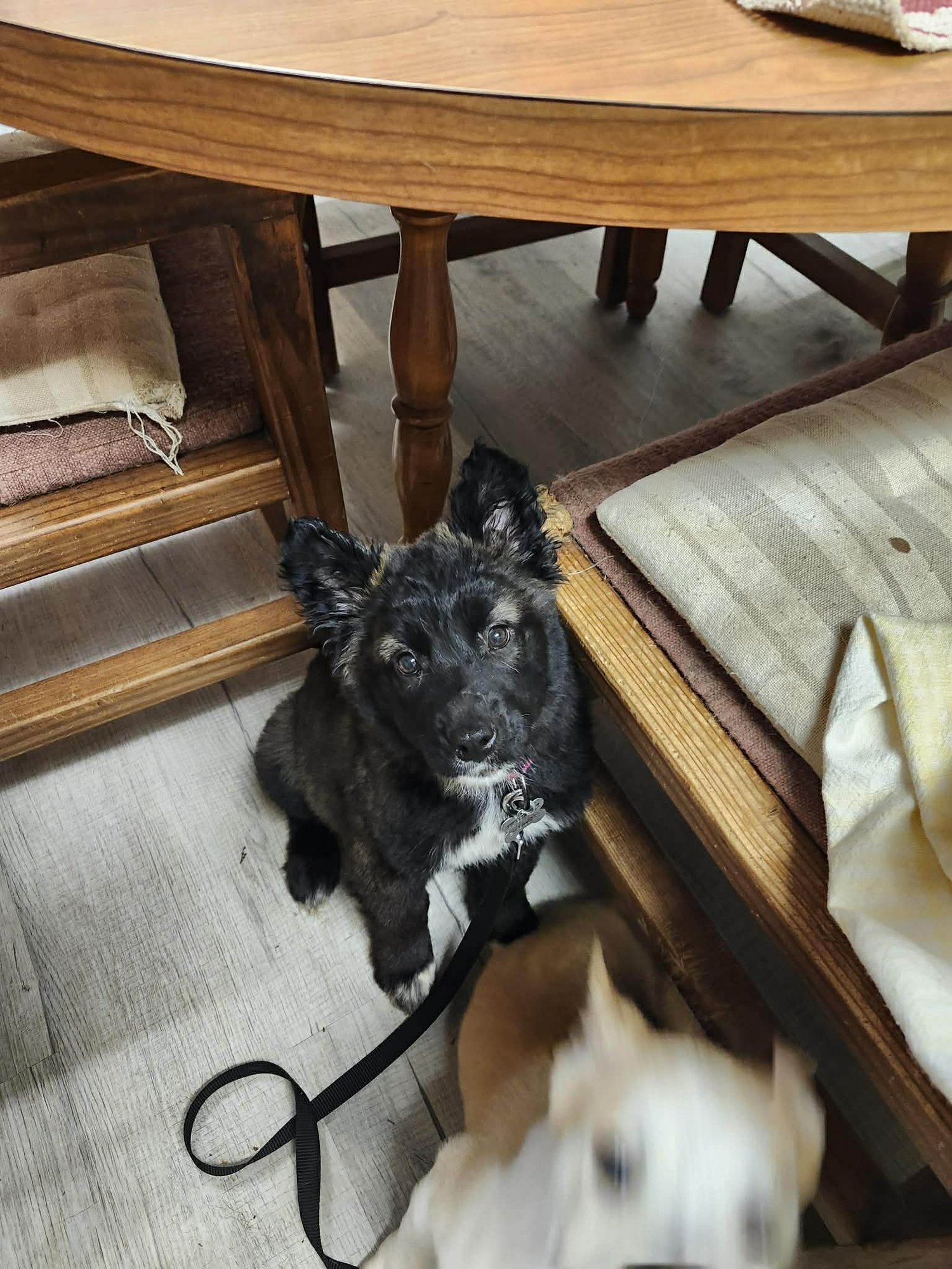 Persephone - Fuzzy Butt Litter - Photo 3