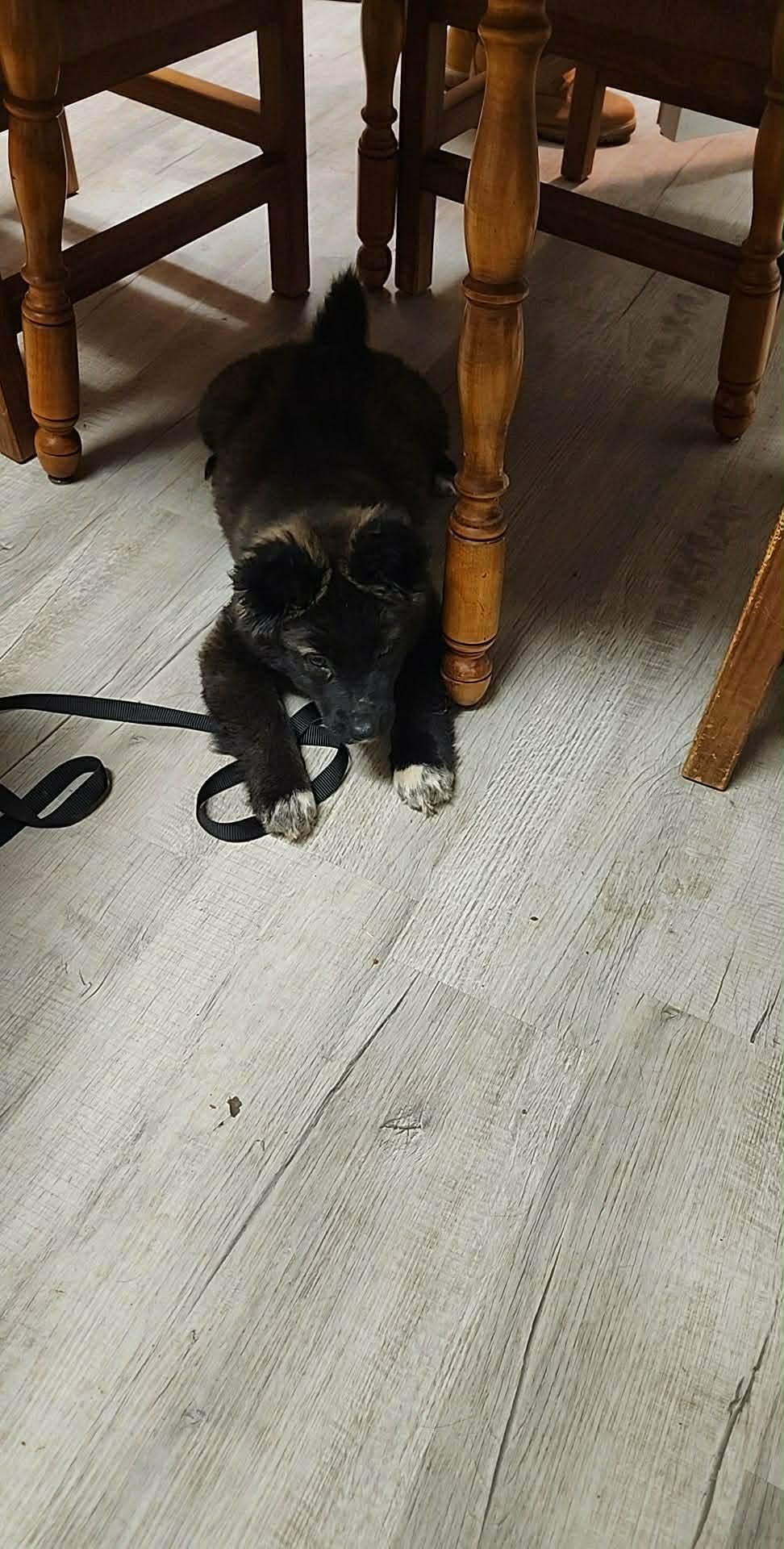 Persephone - Fuzzy Butt Litter - Photo 4