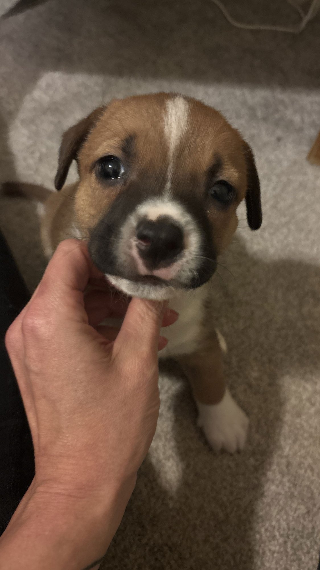 LISA - THE SIMPSON’S LITTER - Dachshund / Rat Terrier available for adoption