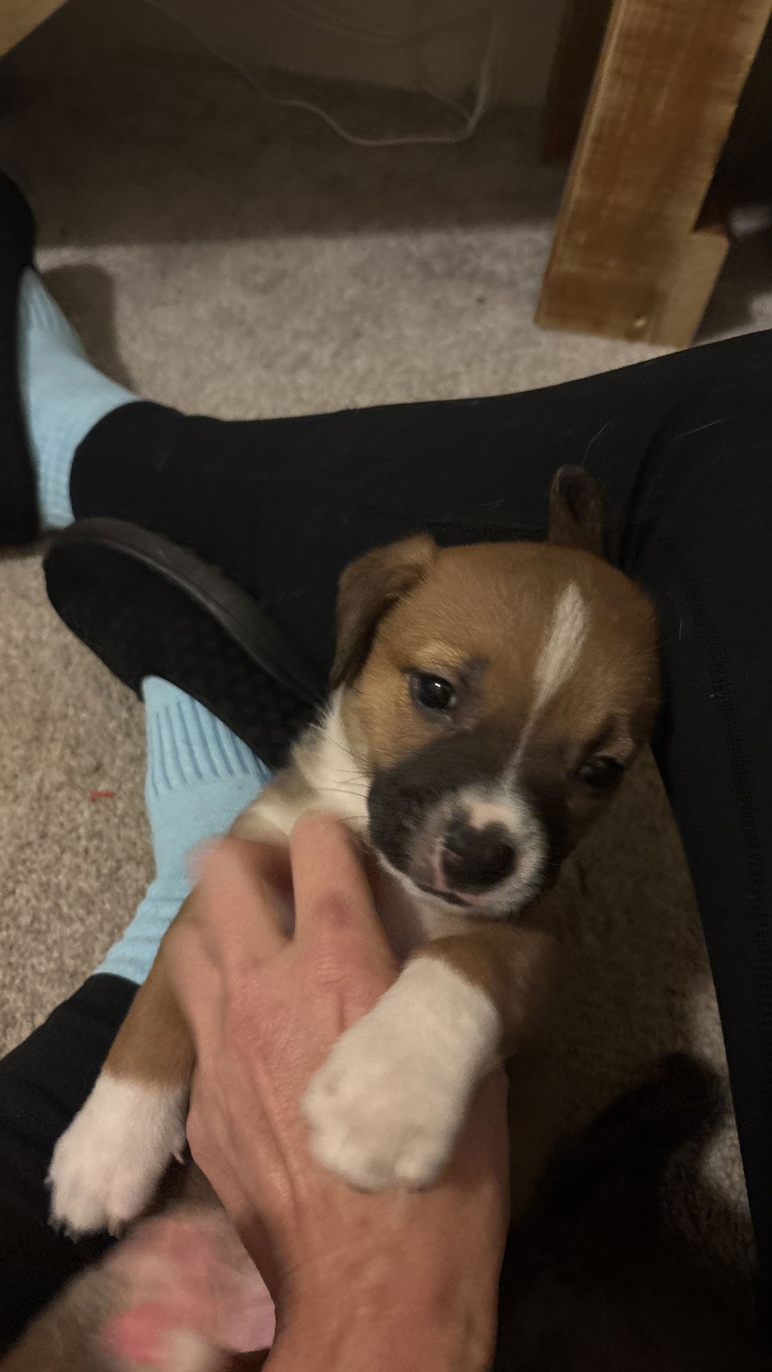 LISA - THE SIMPSON’S LITTER - Dachshund / Rat Terrier available for adoption