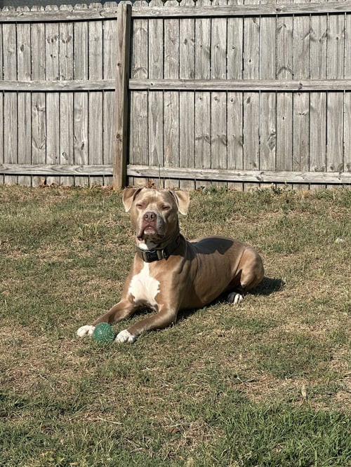 LEO (COURTESY) - Pit Bull Terrier available for adoption