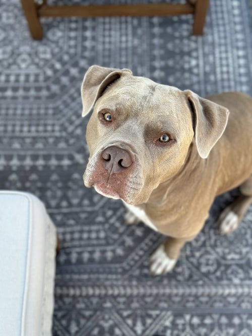 LEO (COURTESY) - Pit Bull Terrier available for adoption