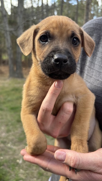 Howard - Big Bang Litter - ADOPTION PENDING Image