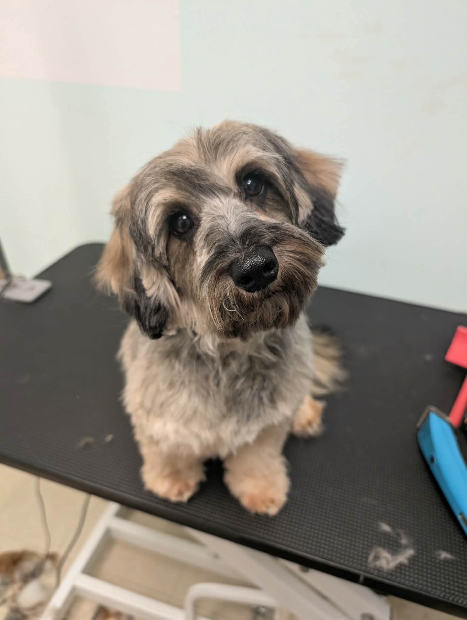 BARNEY - Dachshund / Maltese available for adoption