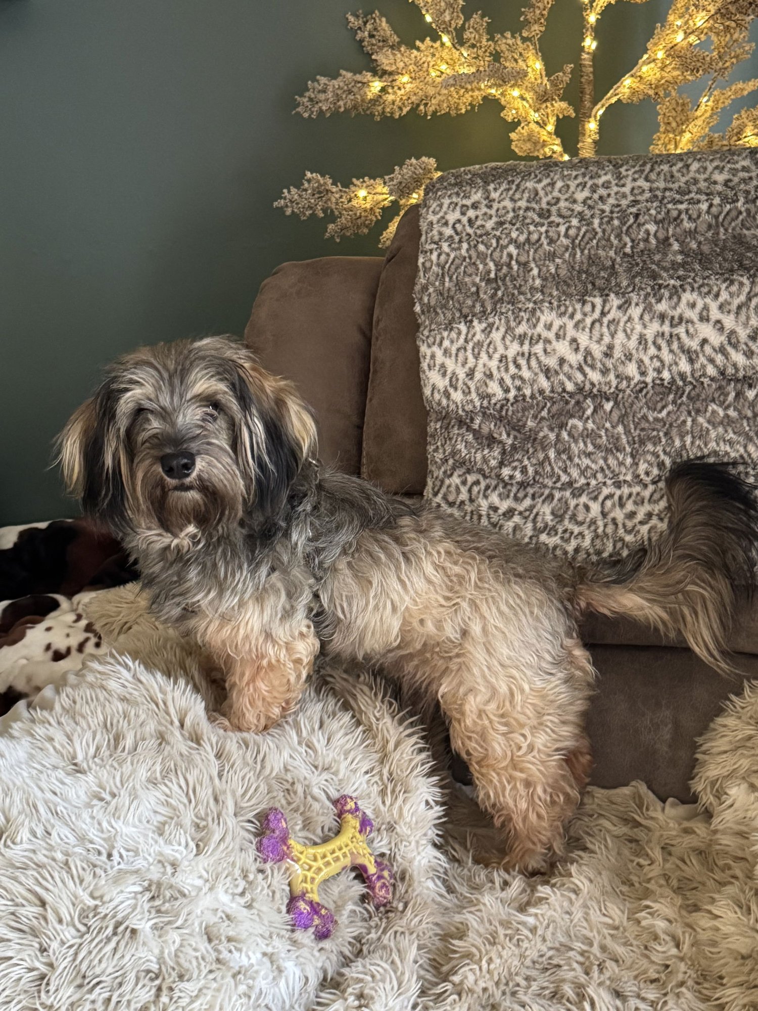 BARNEY - Dachshund / Maltese available for adoption