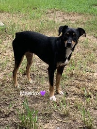 Maddox - Photo 6