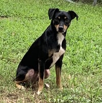Maddox - Photo 4
