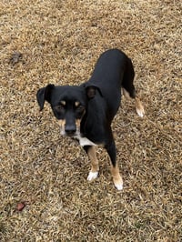 Maddox - Photo 2