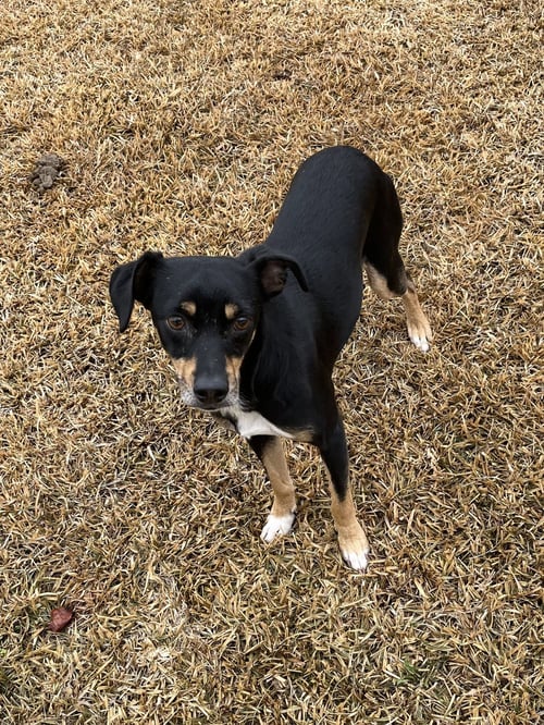 MADDOX - Miniature Pinscher available for adoption