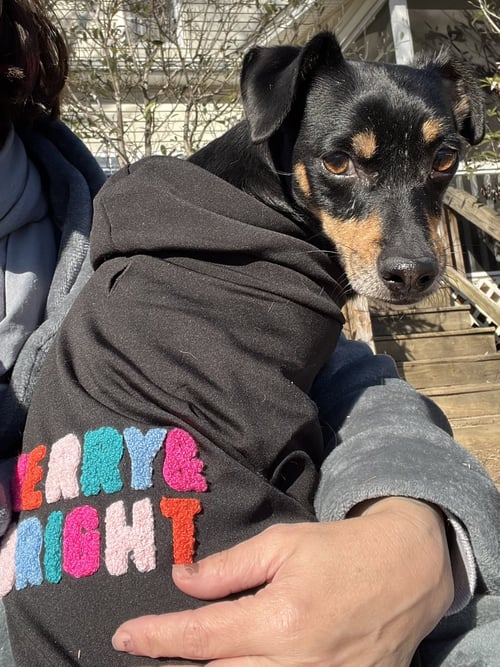 MADDOX - Miniature Pinscher available for adoption