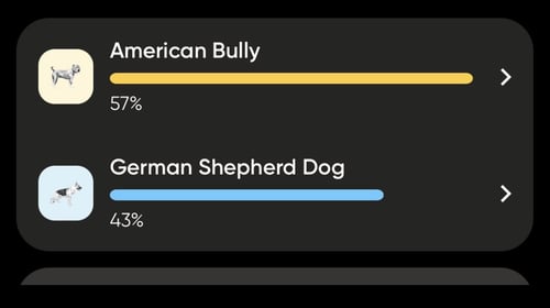 VENUS (PLANET LITTER) - German Shepherd Dog / Staffordshire Bull Terrier available for adoption