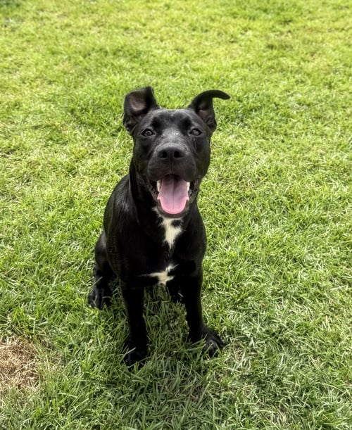 VENUS (PLANET LITTER) - German Shepherd Dog / Staffordshire Bull Terrier available for adoption