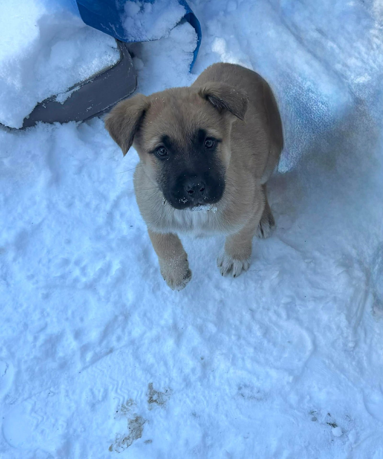 LAINEY-NICK OF TIME LITTER - Australian Shepherd / Shepherd available for adoption