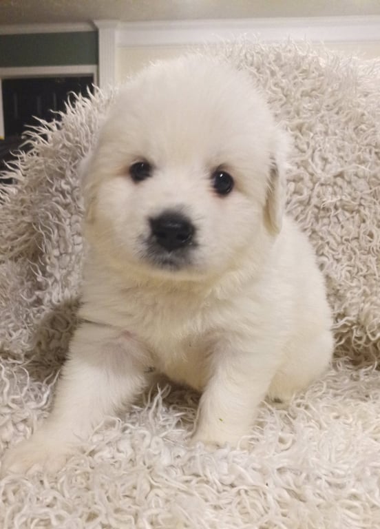 Jasmine - Disney Litter Image
