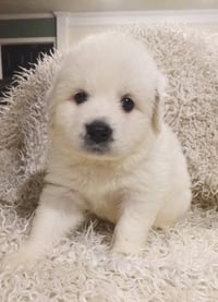Jasmine - Disney Litter - Photo 1