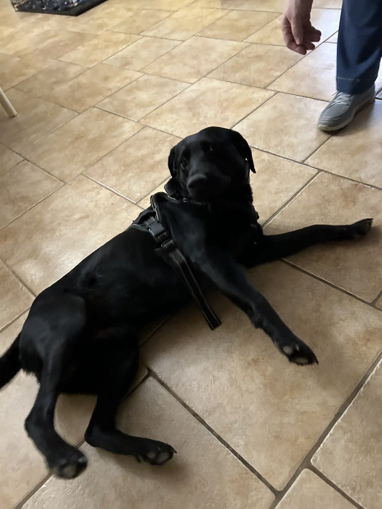 BUDDY BOO BOO - Labrador Retriever available for adoption