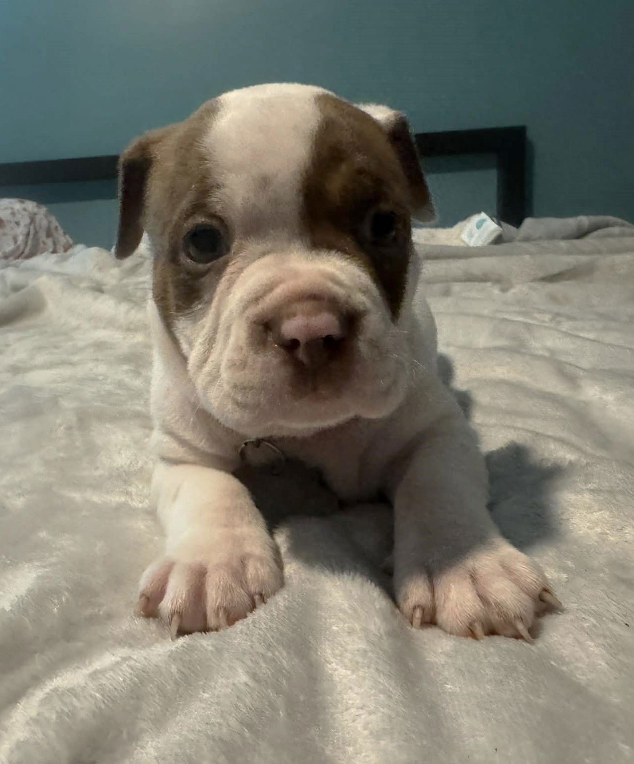 THUNDER - THE WRECKING CREW - Boxer / Bulldog available for adoption