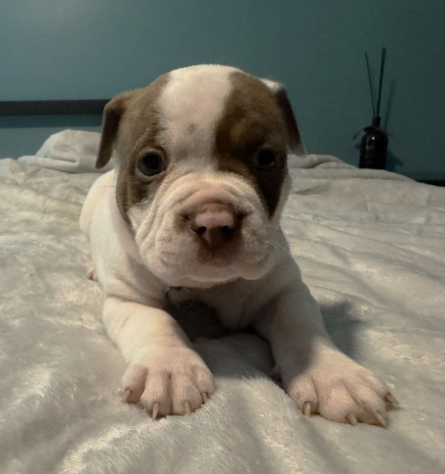 THUNDER - THE WRECKING CREW - Boxer / Bulldog available for adoption