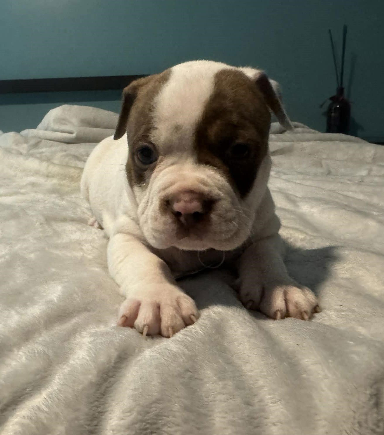 Thunder - The Wrecking Crew - Photo 3