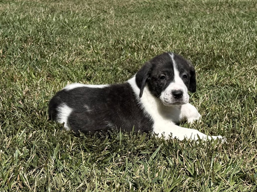 Casper - Halloween Litter Image