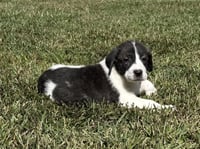 Casper - Halloween Litter - Photo 1