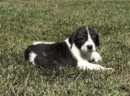 CASPER - HALLOWEEN LITTER - Anatolian Shepherd / Hound available for adoption