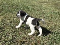Casper - Halloween Litter - Photo 2