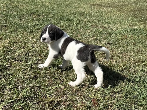 CASPER - HALLOWEEN LITTER - Anatolian Shepherd / Hound available for adoption