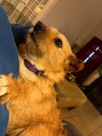 Lola - Photo 1