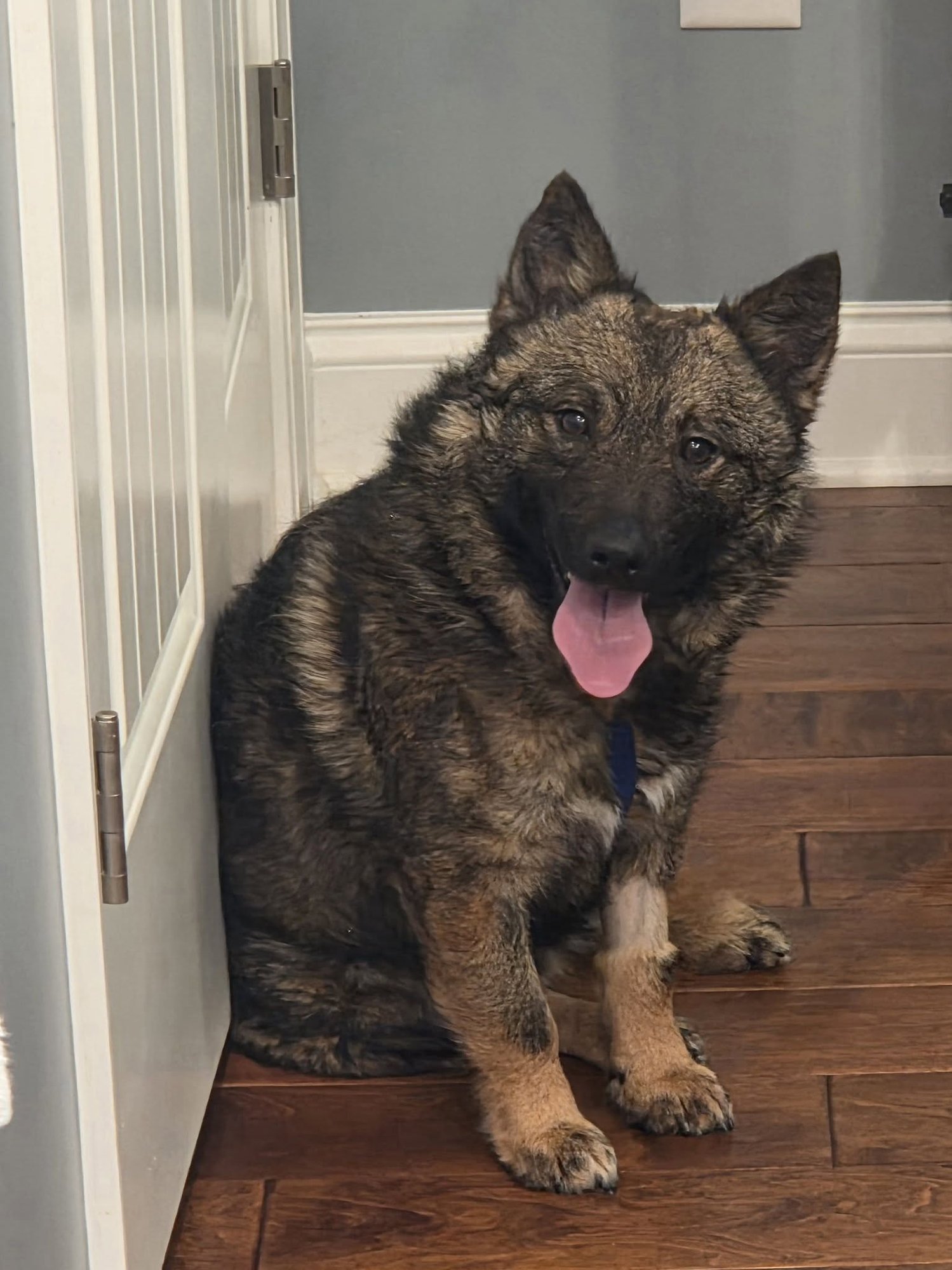 BEAR CORGI - Corgi / Shepherd available for adoption