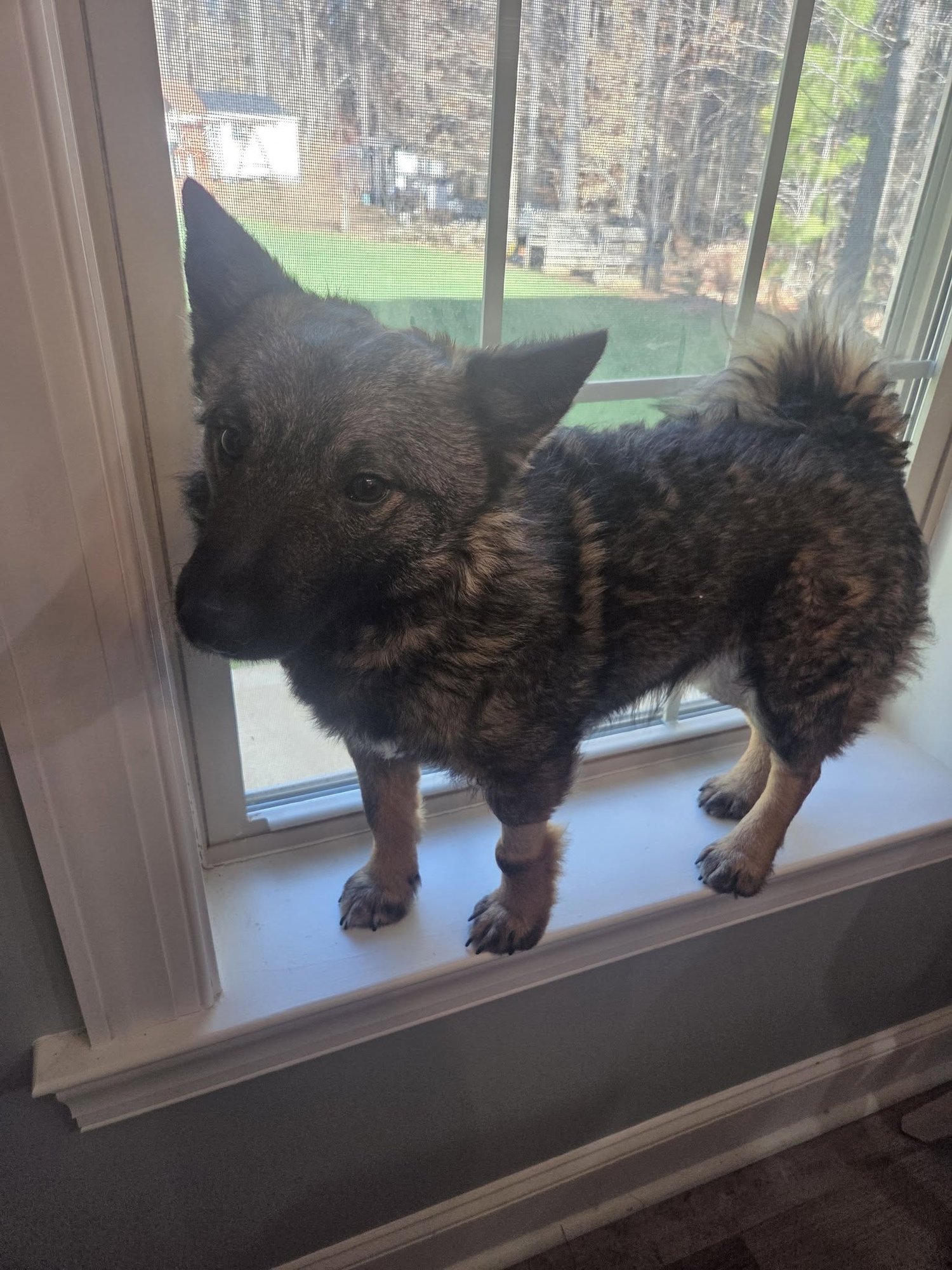 BEAR CORGI - Corgi / Shepherd available for adoption