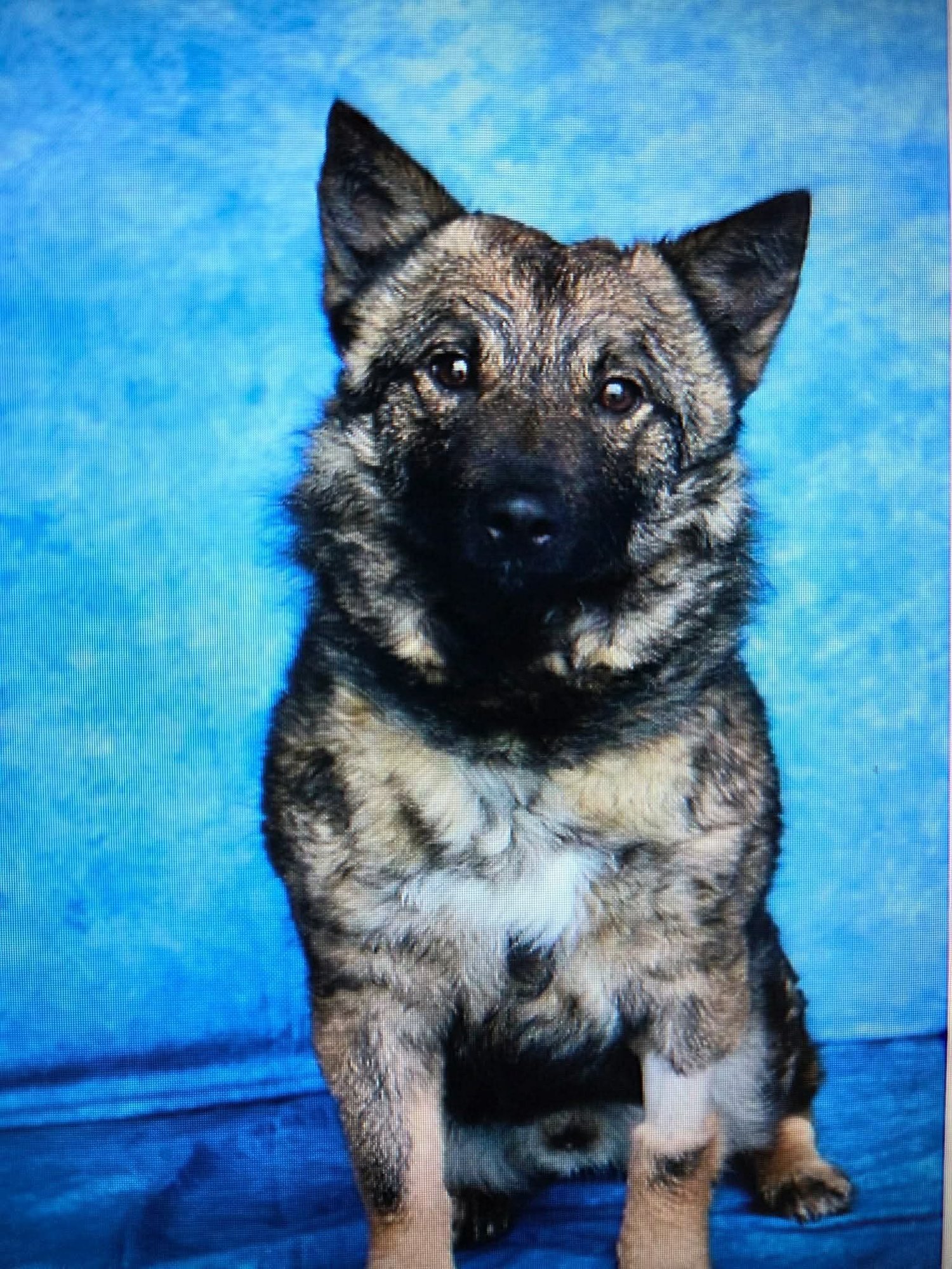 Bear Corgi - Photo 3