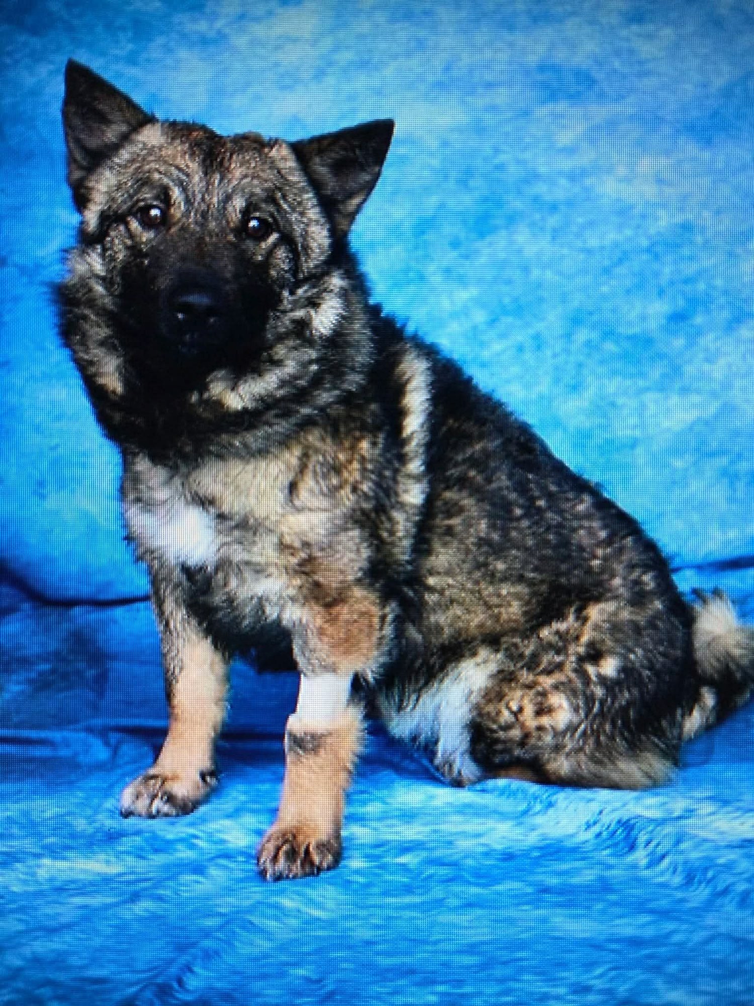 Bear Corgi - Photo 4