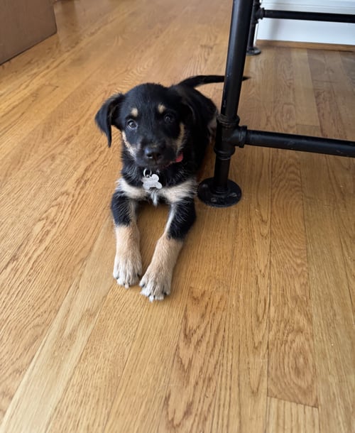 SARATOGA - CARLY SIMON LITTER - Husky / Shepherd available for adoption