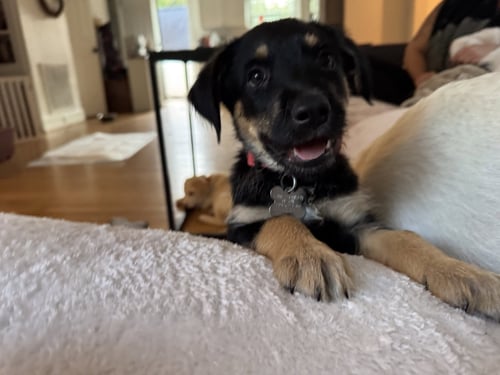 SARATOGA - CARLY SIMON LITTER - Husky / Shepherd available for adoption