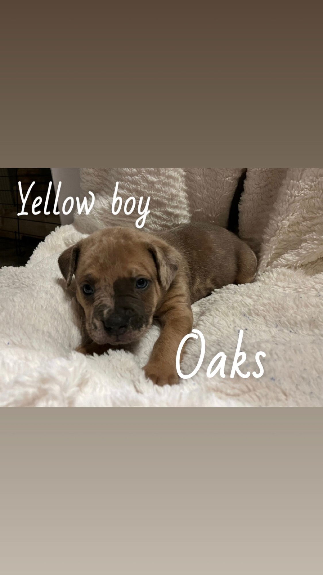 OAKS - THE LOYAL-TREE LITTER - Boxer / Terrier available for adoption