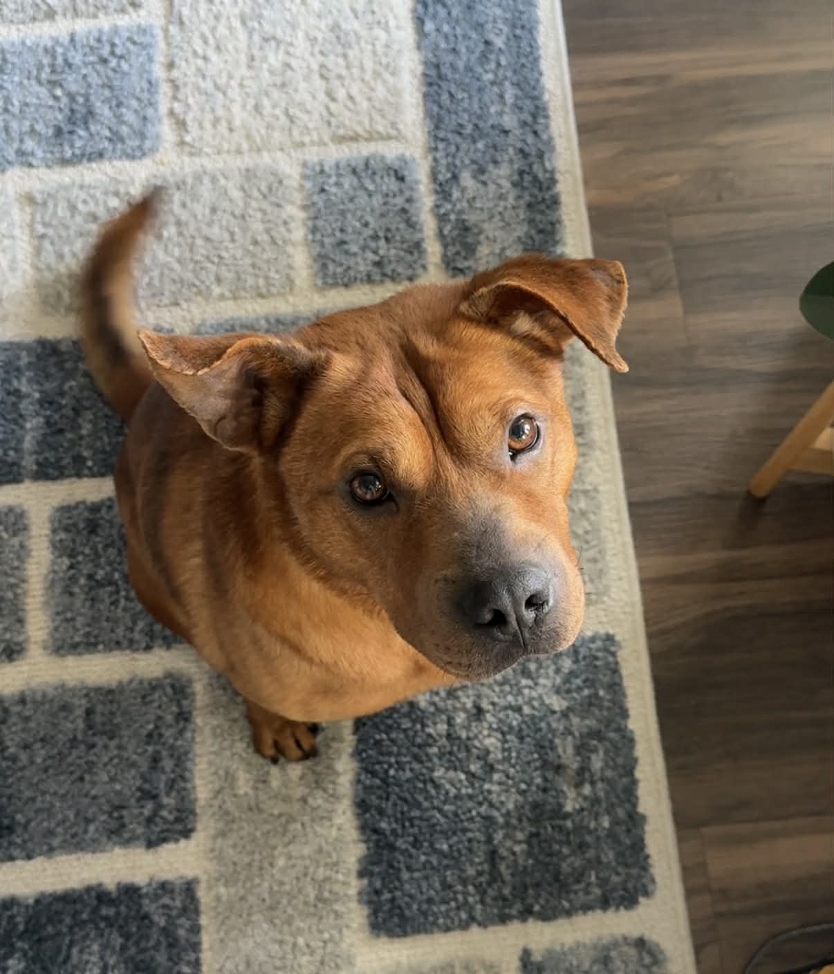 KING - Shepherd / Chow Chow available for adoption