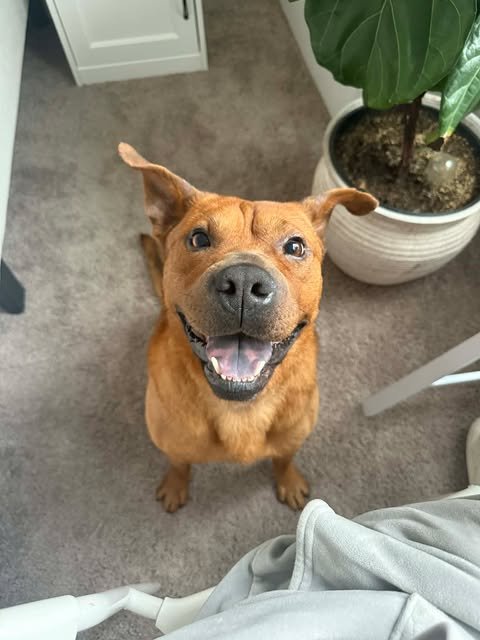 KING - Shepherd / Chow Chow available for adoption
