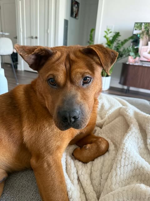 KING - Shepherd / Chow Chow available for adoption