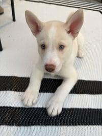 Buzz - HaveLock Litter - Photo 1