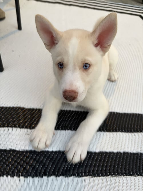 BUZZ - HAVELOCK LITTER - Husky available for adoption