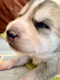 Loki (Venus Litter) - Photo 5